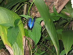 CairnsTC397 Butterflies Sanctuary